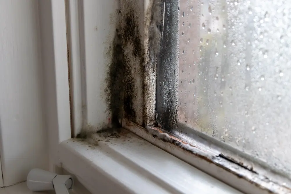 Understanding Mold