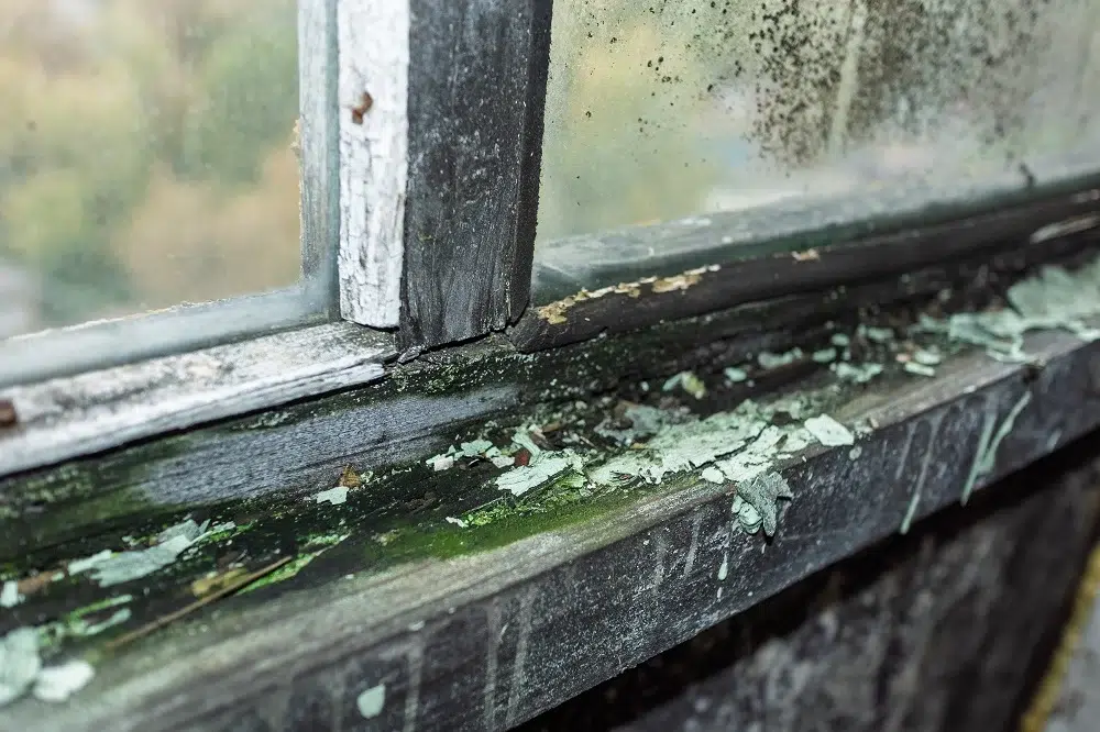 Rotting Window Frames